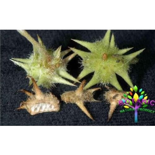 100% natural wild Chenopodium spinosum can promote gonadal hormone