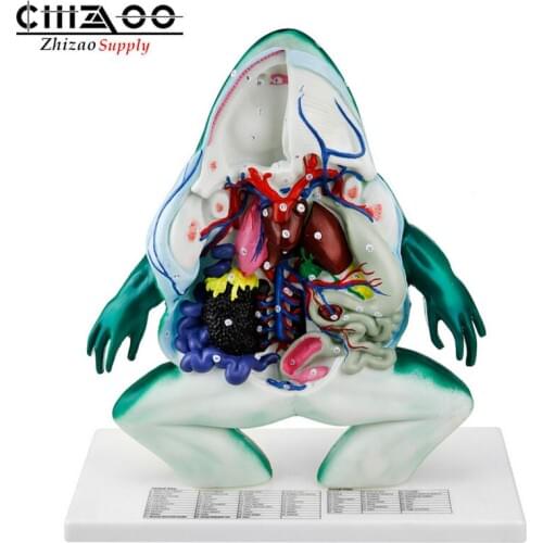 Biological Frog Anatomical Model showing animal detailed structure
