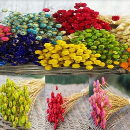 Real Happy Flower Small Natural Dried Flowers Bouquet Dry Flowers Press Mini Decorative Photography Photo Backdrop Decor