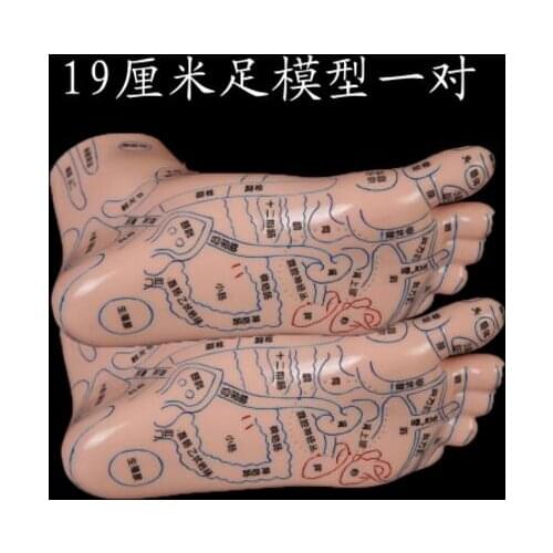 19CM Lettering pvc foot mannequin meridian acupoint reflection area map / medical massage sole point tool teaching 2pc A339