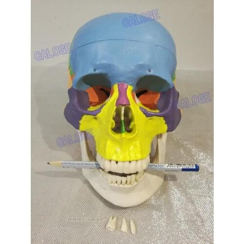 Special deals are on sale&1:1 color head model, the natural human skull, adult head, the anatomy of the medical