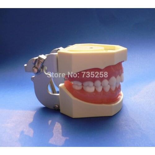 Standard Tooth Jaws Model,Soft Gum Removable Dental jaw Teeth Model
