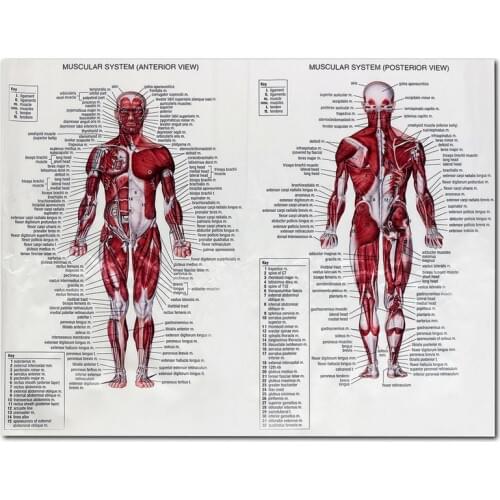 1pc Muscle System Posters Anatomy Chart Human Body Educational Home Decor Silk Cloth Body Muscle Wall Pictures 60 x 80cm