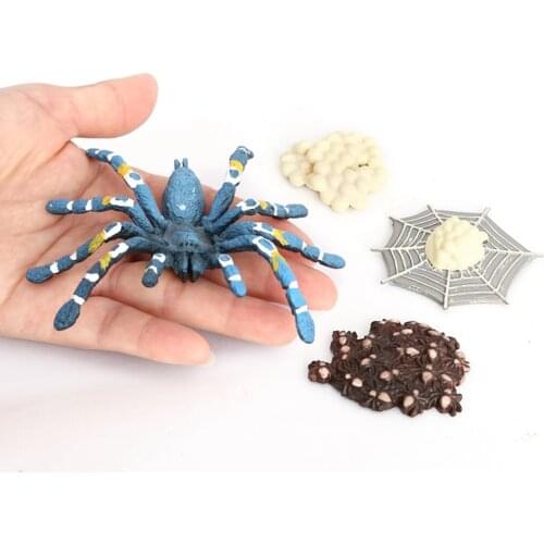 4 Pieces Nature Bird Eating Spider Growth Toys Animals Growth