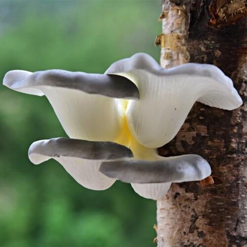 Creative Artificial plants mushroom fungus foam Fake fruit Bark decoration Garden decoration fake plants with pot greenery