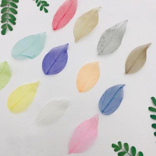 100pcs Dried Dyed Magnolia Skeleton Leaf Leaves Flower Plant Herbarium For Jewelry Postcard Invitation Card Phone Case DIY
