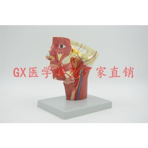 Free shipping&Surgery teaching, medical, head artery neural model, cosmetic, neurology, skull anatomy model