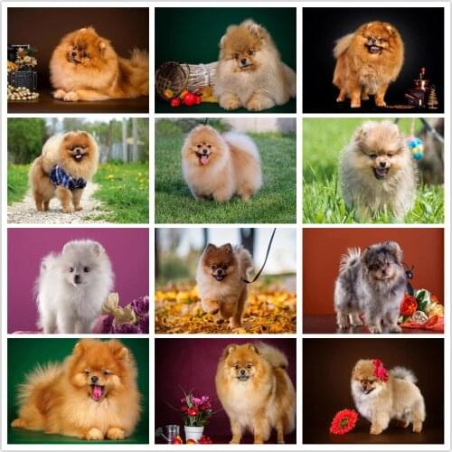 5D DIY Diamond Painting Dog Diamond Embroidery Pomeranian Full Round/Square Mosaic Puppy Picture of Rhinestones Handcraft Gift
