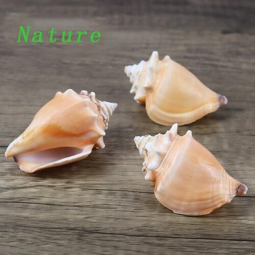 5-6cm natural shells Small rouge conch specimens new orange gear rose conch 6cm shell home landscaping decoration ornaments