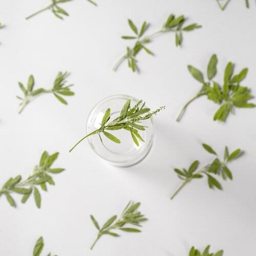 60pcs Pressed Dried Flower Melilotus officinalis Stem Herbarium Bookmark Prop Jewelry Postcard Invitation Card Phone Case DIY