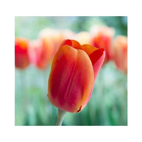 Искусственные тюльпаны HAPPYNICELADY China At AliExpress