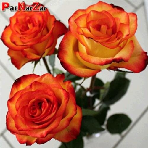 ParNarZar Rose Flower DIY 5D Diamond Painting Full Drill Set Crystal Rhinestone Embroidery Painting Diamond Decoration Home Wall