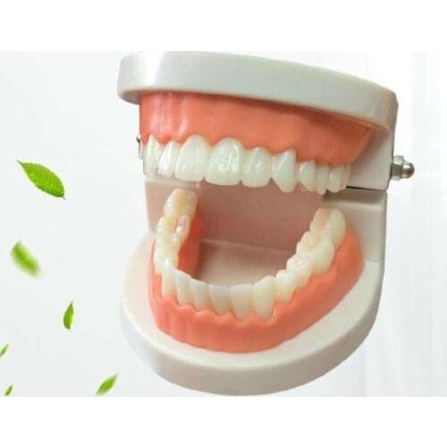 Tooth model denture oral teaching childrens toys kindergarten oral model ornaments tooth model