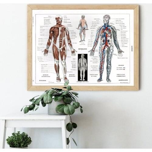 French Human Body Anatomical Chart Poster Larousse Medical Wall Art Canvas Print Vintage Art Painting Doctors Office Wall Decor
