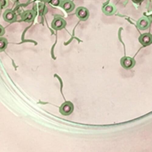 Watch movement parts new original NH05 NH06 movement parts NH05 four wheels NH06 four wheels single price