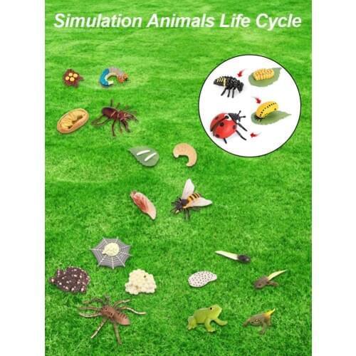 2020 New Insect Small Animal Growth Cycle Simulation Animals Model Life Circle Early Bug Early Educational Toys For Children