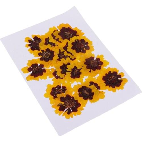 20 Pieces Dried Flowers Leaves Leaf Sanvitalia Procumbens for Art