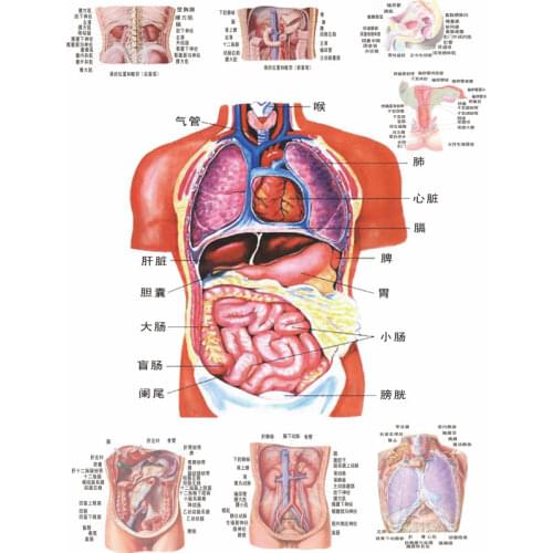 Canvas schematic diagram of the internal organs of the human body 1pc