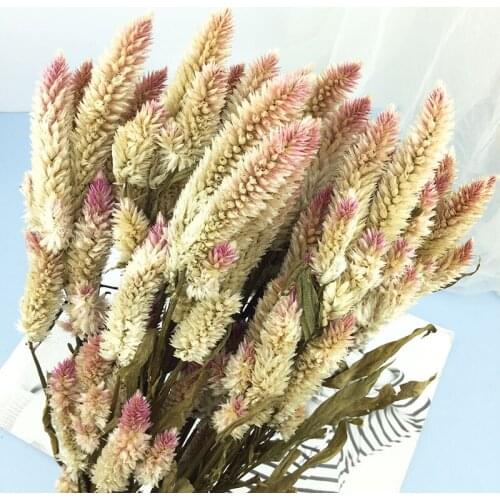 Natural Multi-Head Dried Phoenix Tail Flower Eternal Flower DIY Material Package Flower Arrangement Matching Home