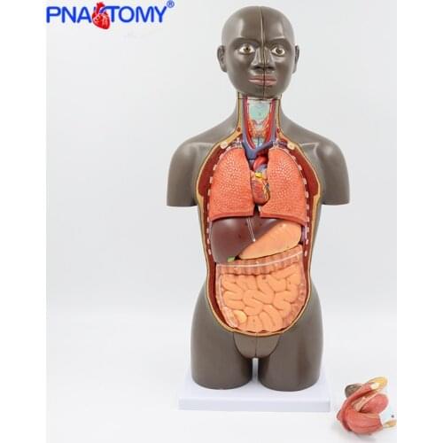 50CM Height Human Torso Model Body Anatomy Educational Equipment Teaching Tool Detachable Organs Brain Lungs Heart African Type