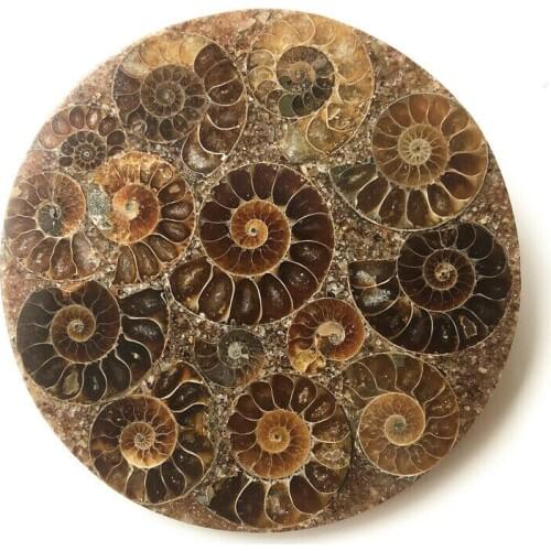 Wholesale 1PC 10cm Ammonite Fossil Slice Plate Natura Shell Madagascar Fossil Specimen Stones and Crystals