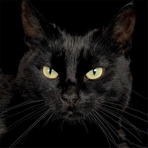 Animal Cat Printed Water-Soluble Canvas 11CT Cross Stitch DIY Embroidery Full Kit DMC Threads Craft Handmade Promotions