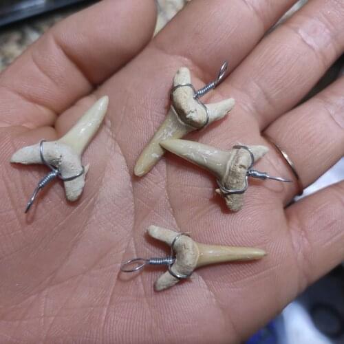 1pcs Beautiful Shark teeth Tooth Fossil Shark Teeth wholesale
