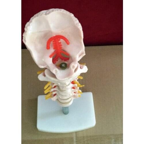 Cervical vertebra human cervical spine with neck artery occipital cervical disc and nerve orthopedic bone skeleton model