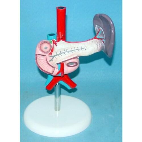Human spleen and pancreas,Duodenum Organ anatomical model Medical human body specimen model
