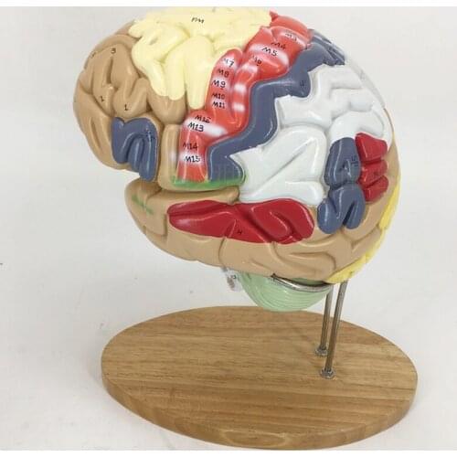 Medical Brain Cerebral Artery Model 2 Times