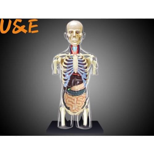 4d Human Body Torso Reproductive System Kidney Head Nerves Skin Anatomical Model Medical Supplier Teaching Puzzle Assembling Toy