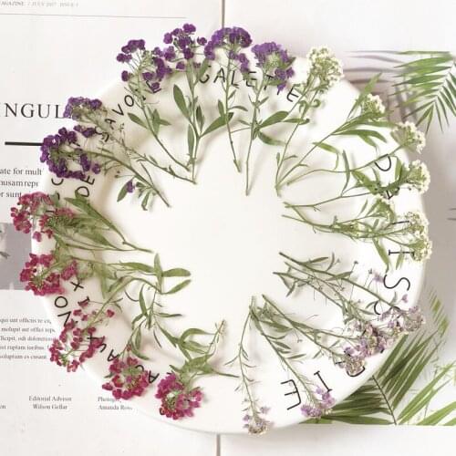 30pcs 5-9cm Pressed Dried Lobularia Maritima Flower Plant Herbarium For Jewelry Postcard Invitation Card Phone Case Candle DIY