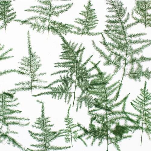 100pcs 8-12cm Dried Pressed Asparagus Setaceus Leaf Plant Herbarium For Jewelry Postcard Invitation Card Phone Case Making DIY