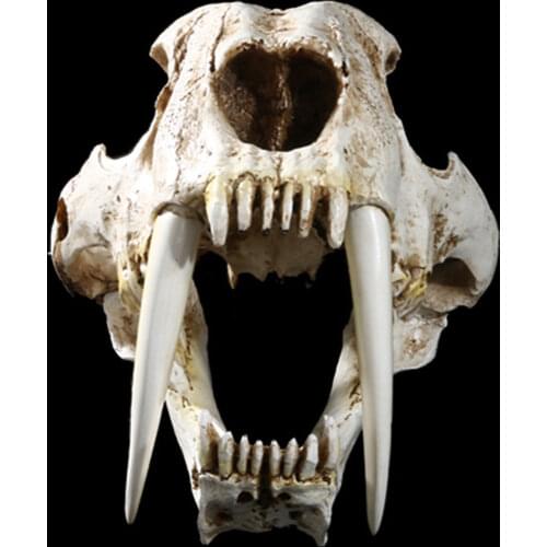 13" Saber-toothed Tiger Skull Model Decoration Prop Animal Model Figure Ancient Biological Adult Kids Collection Gift Home Decor