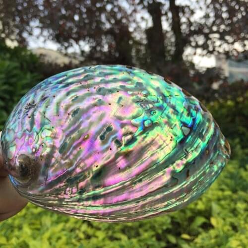 Natural Polished Pink Abalone Shell Conch DIY Home Decoration Aquarium Landscaping Wedding Landscape Decoraition Crafts Gift