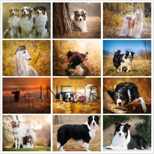 Diamond Embroidery Animal Border Collie Afghan Hound Diamond Painting Full Square Round Drill Cross Stitch Mosaic Dog Decor Gift