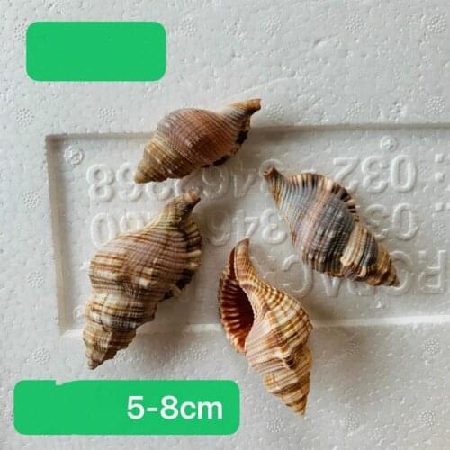 Hall crab replacement shell decoration natural sea shell