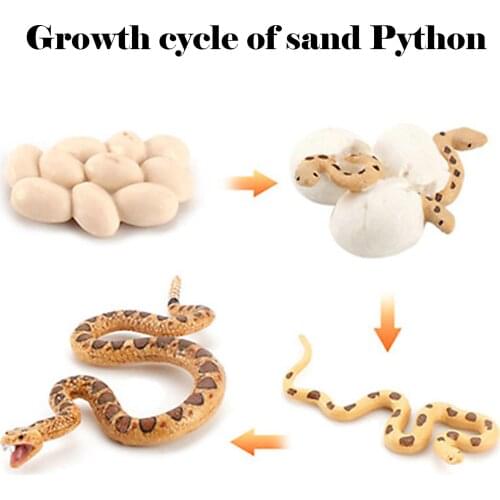 Simulation Snake Growth Life Cycle Toy Set Snake Egg Incubation Growing Up Biology Toy Children Kids Cognition Educational Toys
