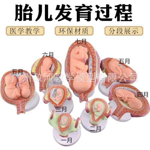 9pcs 1to 9months Human Embryonic Development In Pregnancy Fetal Development Process Model Anatomy Model Labor and Delivery