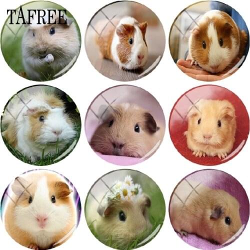 TAFREE Lovely Guinea Pig Art Picture 25MM Glass Cabochons Round DIY Handmade Photo Glass Dome Cover Pendant Cameo Settings