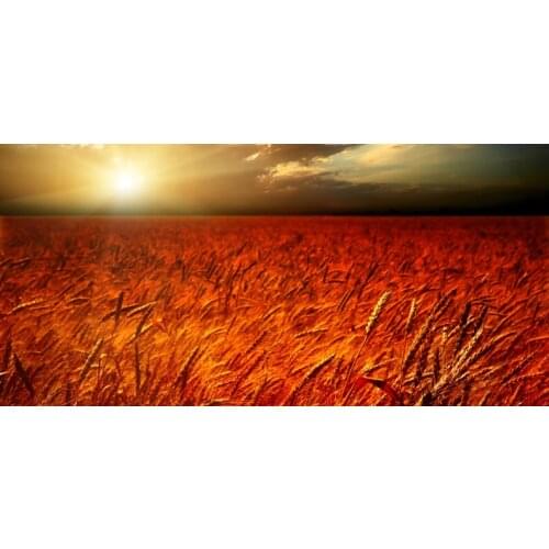 High Spray Beautiful Poster Printed Wall Sticker Canvas Wheat field Art Picture Home Decor