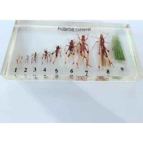 Resin Insect Locust Bee Silkworm Butterfly Files Growth History Development Specimens Biological Entomology Teaching Aids