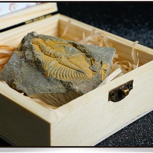 Trilobite Fossils Collection in Box Fossils Millions of Years Old