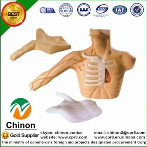 BIX-L67A Swan-Ganz Peripheral Central Vein Puncture Cannula Manikin MQ156