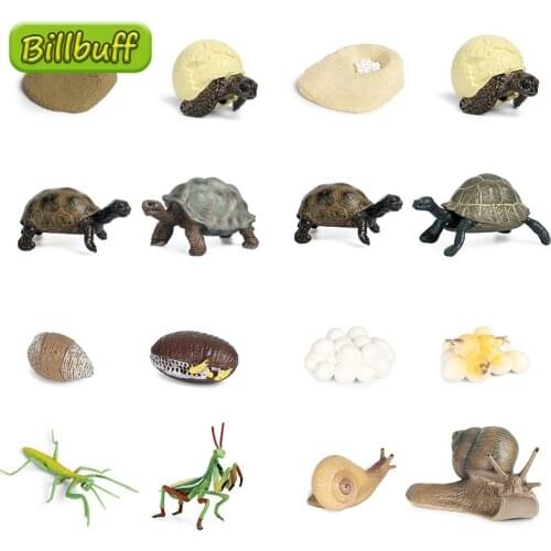 4pcs New Simulation Animal Sea Turtle Model Mantis Snails Growth Cycle Ornaments Kid Cognitive Educational Toy for children Gift