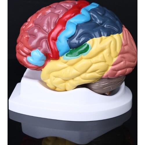 Life Size Human Brain Functional Area Model Anatomy for Science Classroom Study