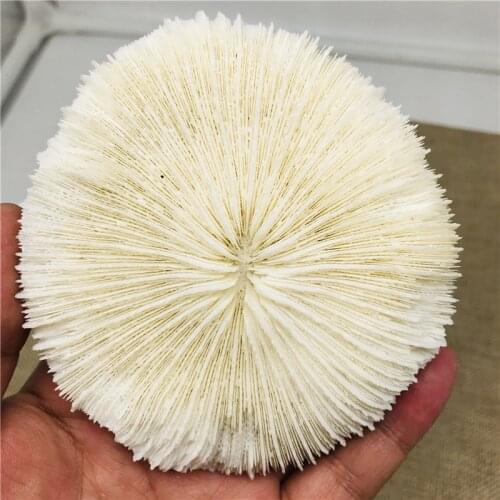 110g Natural pinggu fossil mineral specimens decorated as gifts collection