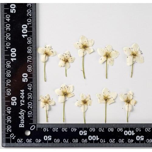 120pcs Pressed Dried Flower Pear Blossom Plants Herbarium For Nail Art Jewelry Bookmark Phone Case Invitation Card DIY
