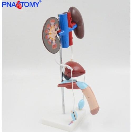 Life size male urinary system model bladder artery and vein anatomy medical teaching tool hospital used kidney PNATOMY
