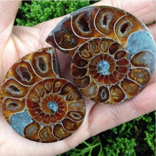 SUIRONG---412++++1Pairs of split ammonite fossil specimen shell healing madagascar